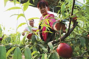 东营广饶吃瓜,瓜果飘香，品味夏日田园风情