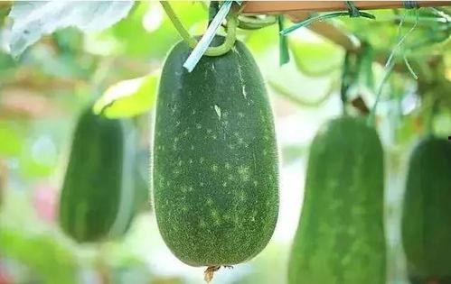 昌邑人说吃瓜,瓜香四溢的美食之旅