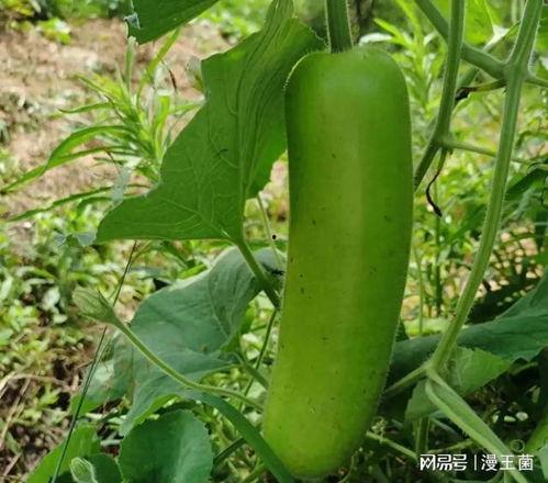 瓠子瓜怎样炒着吃,家常美味轻松学