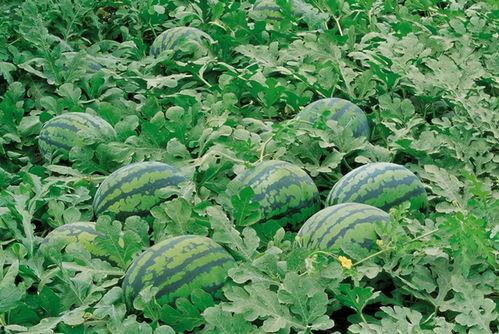 海运群吃瓜,揭秘航运圈的那些事