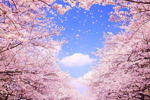 樱花岛吃瓜图片,一场别开生面的吃瓜盛宴