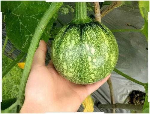 小迦吃瓜,揭秘娱乐圈那些不为人知的幕后故事