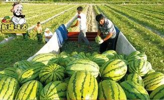 库尔勒超话吃瓜,一场吃瓜盛宴背后的故事