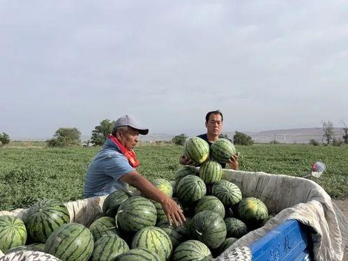 吃瓜销路,吃瓜销路广！揭秘瓜农致富新途径