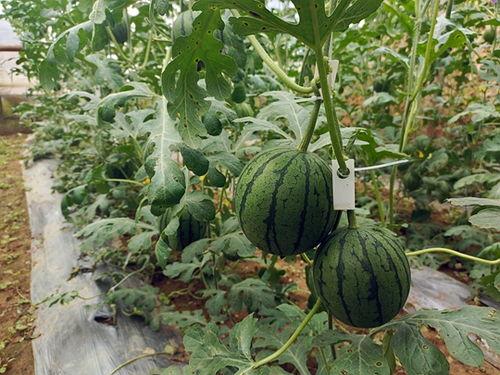 喜欢吃小瓜,探寻小瓜爱好者们的美食之旅