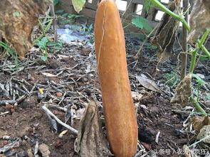 吃瓜说话的农民,吃瓜说话，揭秘乡村生活点滴